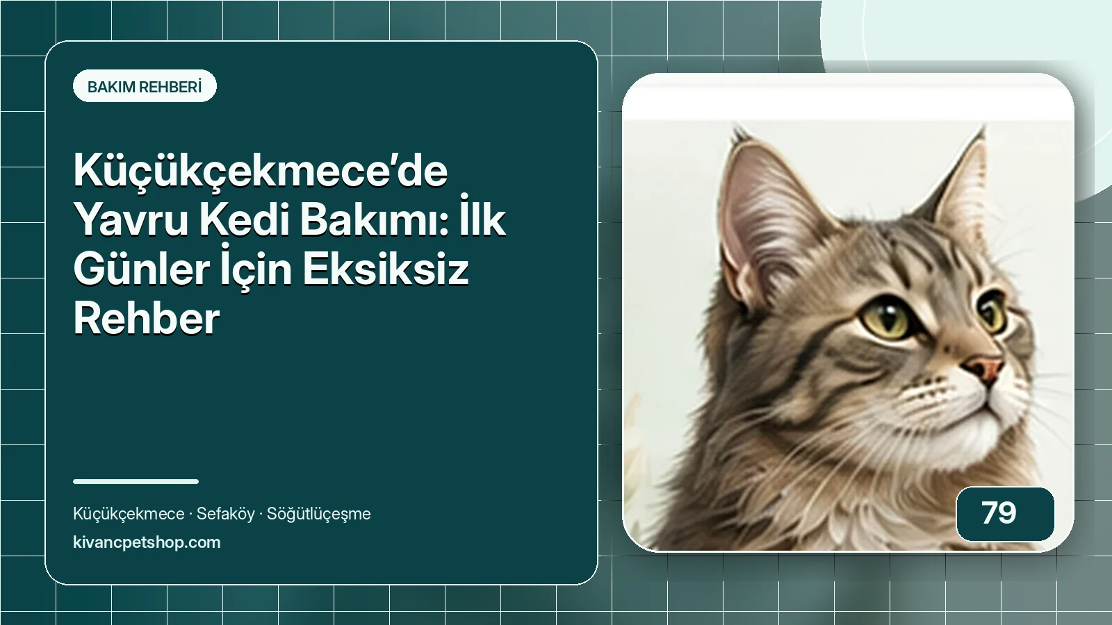 Küçükçekmece’de Yavru Kedi Bakımı: İlk Günler İçin Eksiksiz Rehber için Kıvanç Petshop bakım rehberi