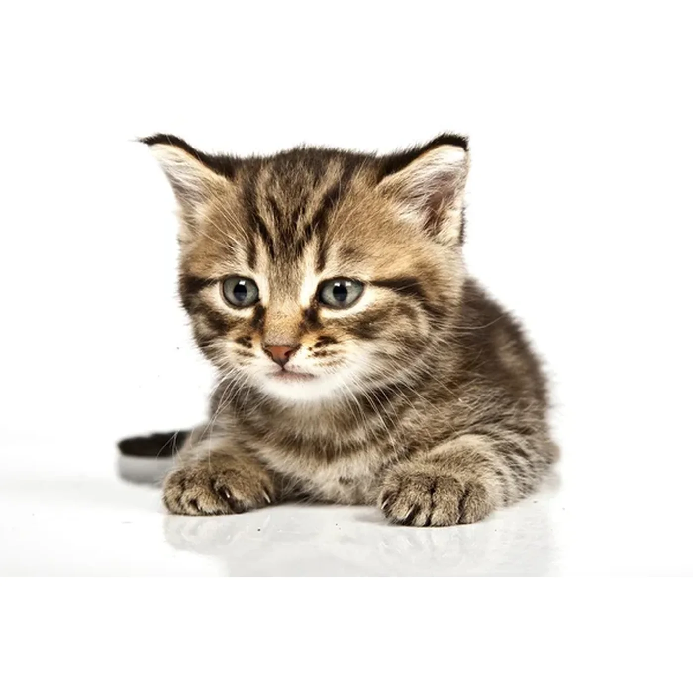How Meow Biftekli Yetişkin Kedi Pouch Mama (85 g)