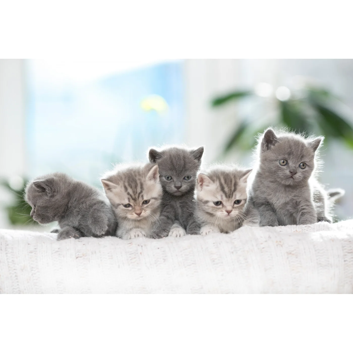 Royal Canin Yavru Kedi Maması (2 kg)