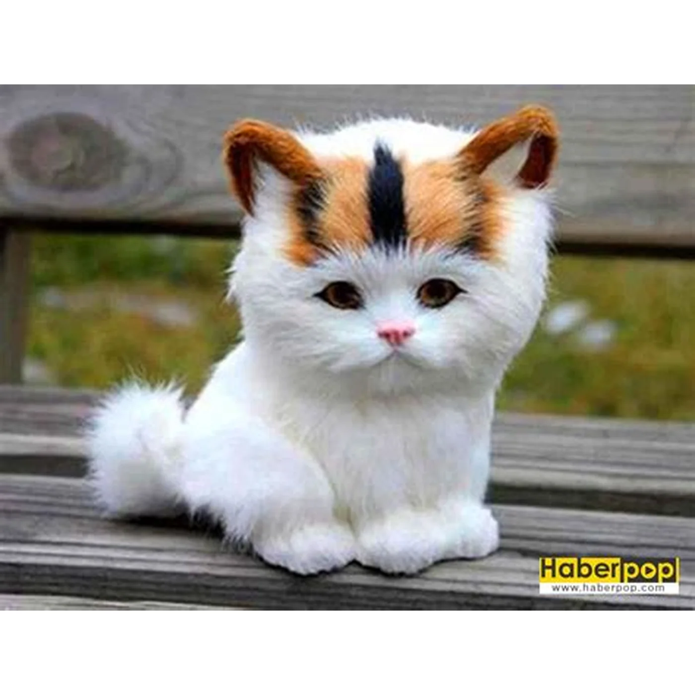 Toys Avokado Naneli Yap??kanl? Kedi Çimi Kedi Oyunca??
