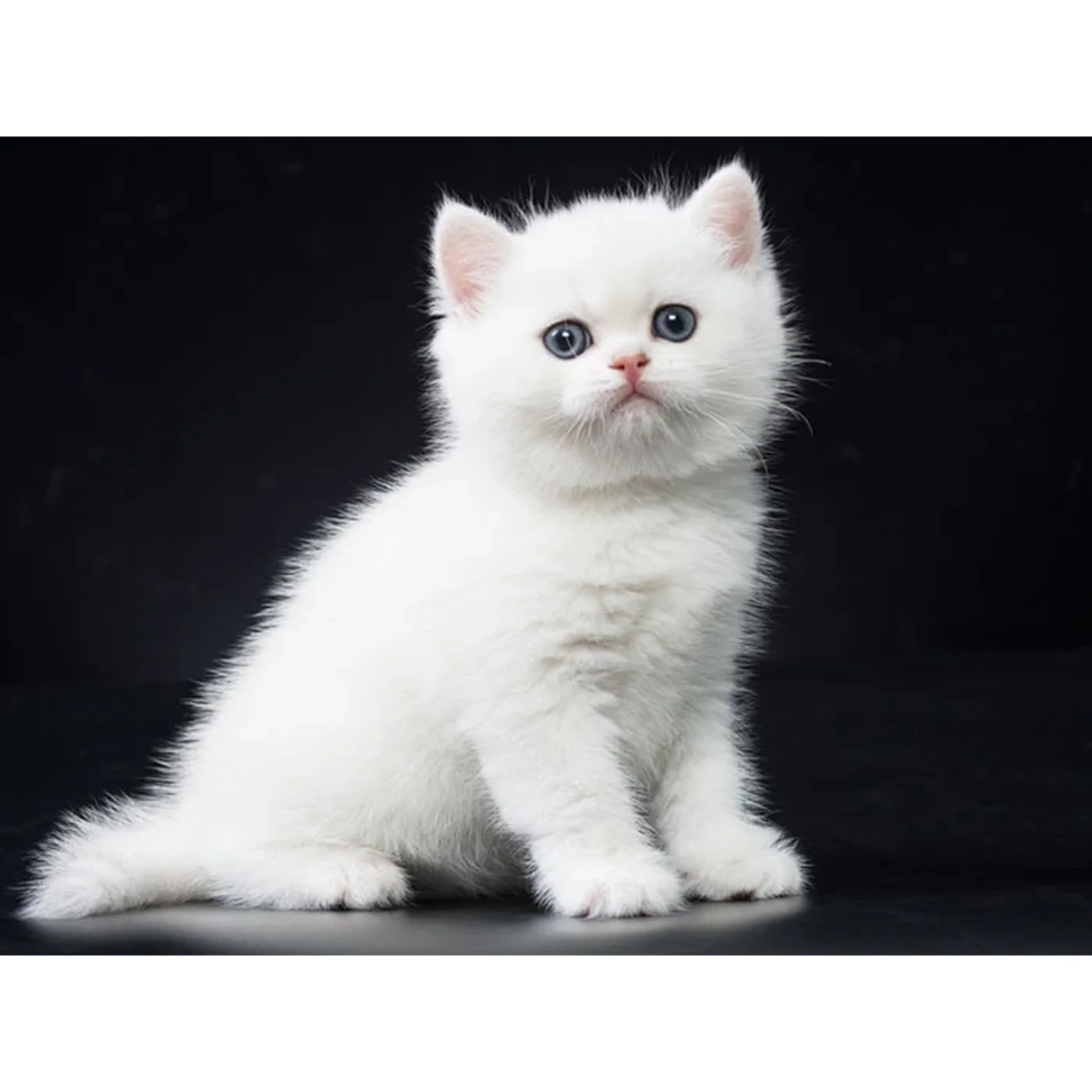Mio Tek Kullanimlik Kedi Süt Tozu (10 g)